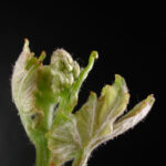 Gros plan sur une inflorescence qui apparait au sommet d'un rameau de vigne.